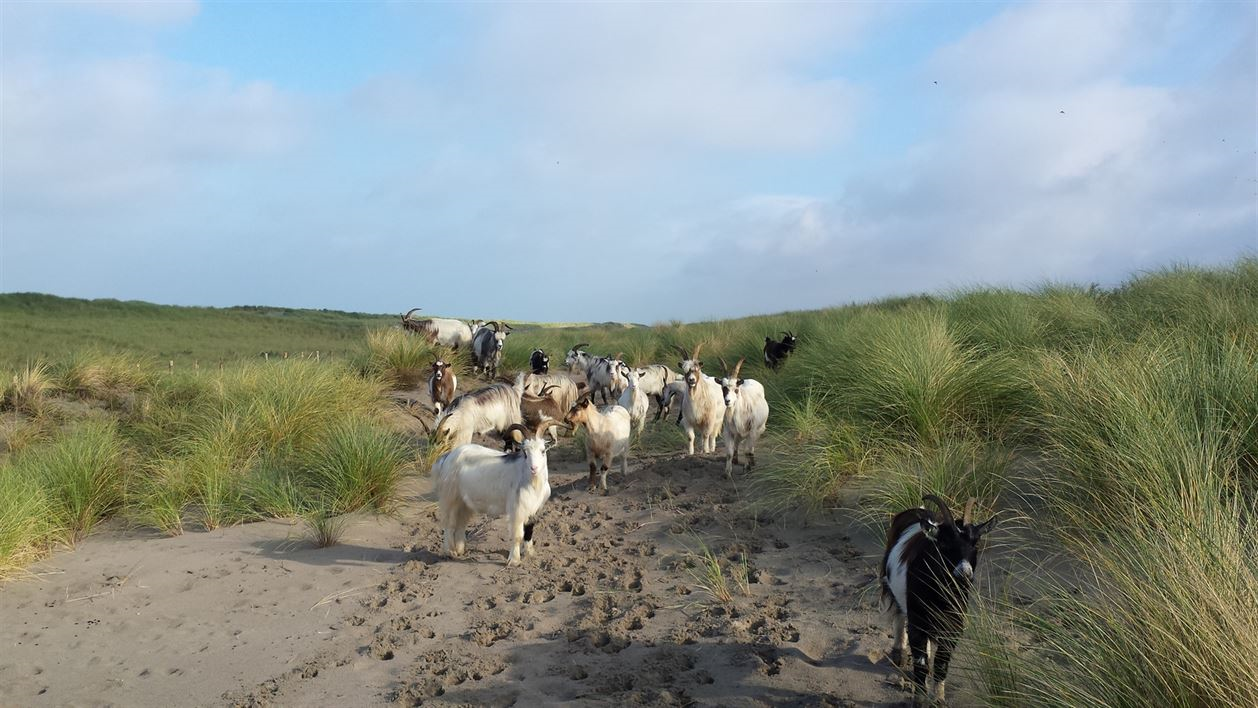  Op de afbeelding staan een aantal geiten in een duingebied. 